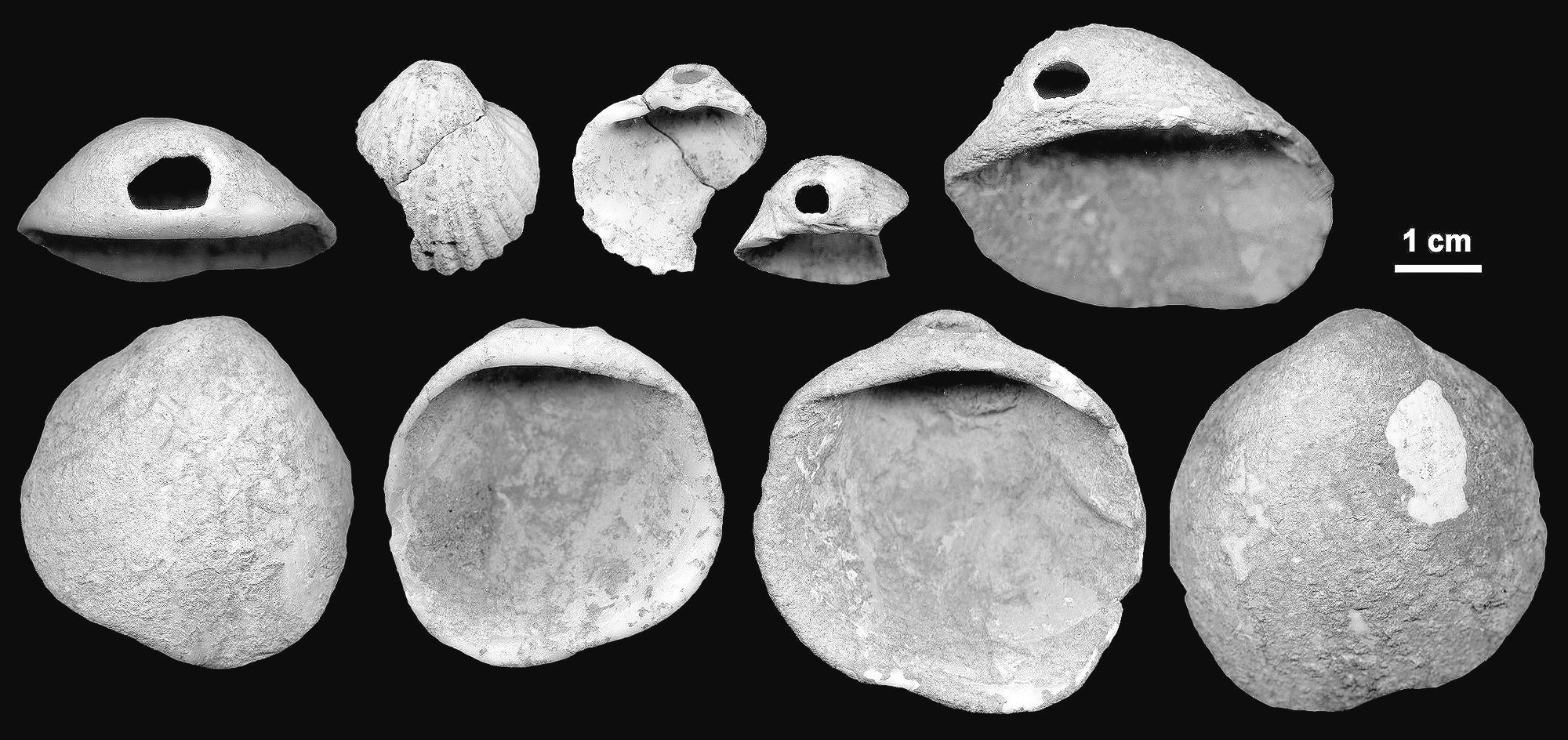 Science Says Neanderthal Artists