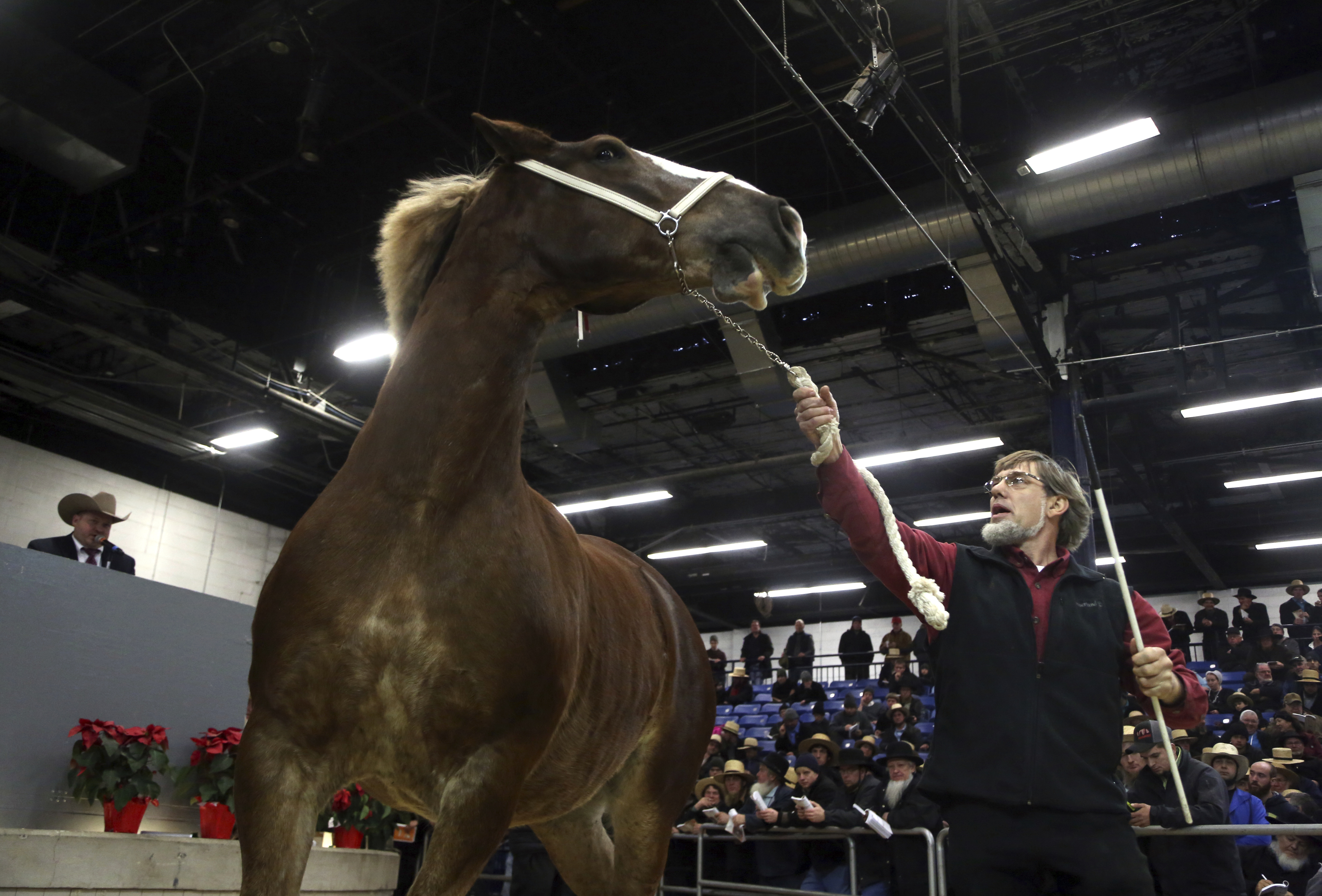 Amish Horse Auction