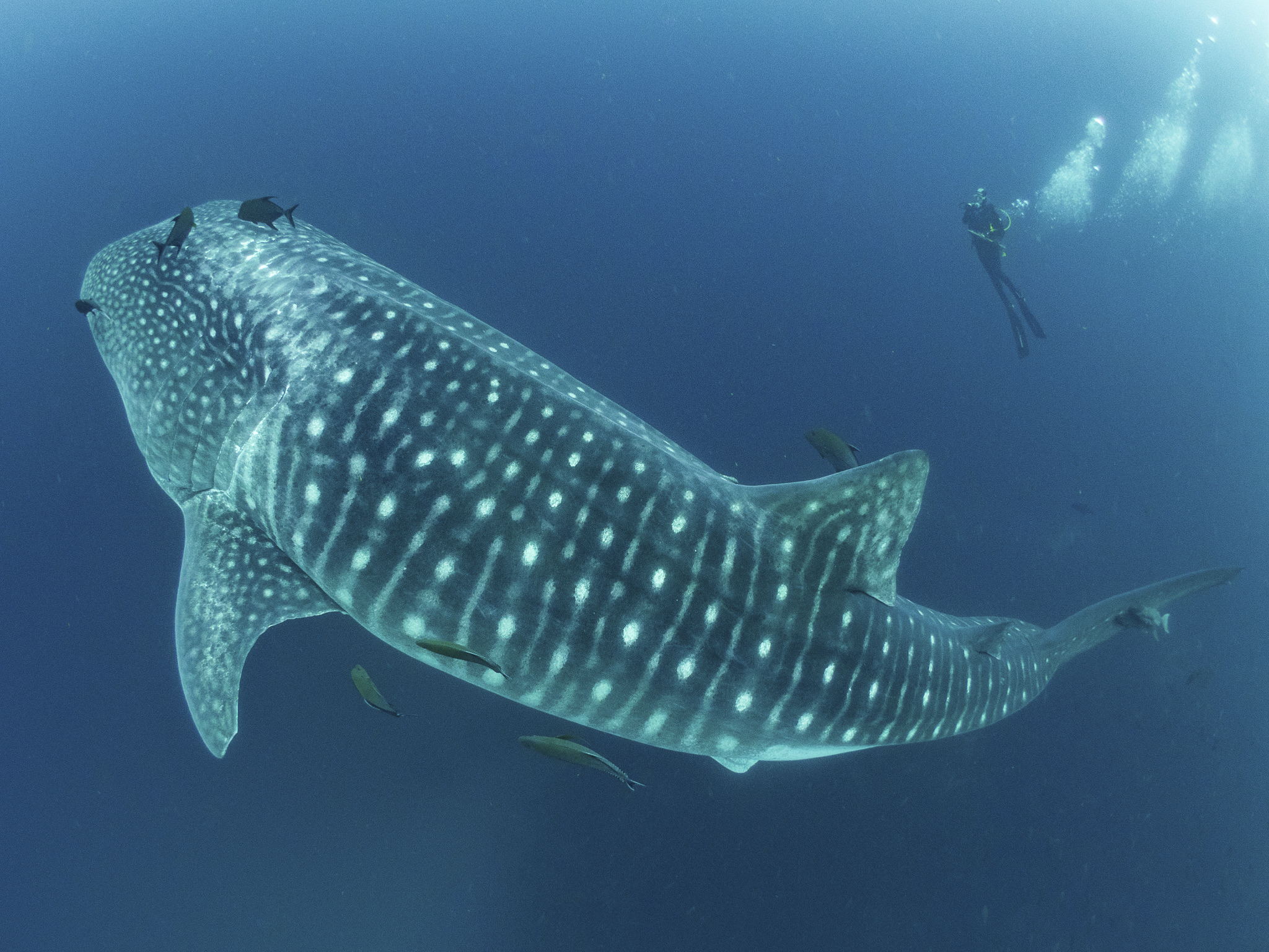 Science Says Whale Sharks