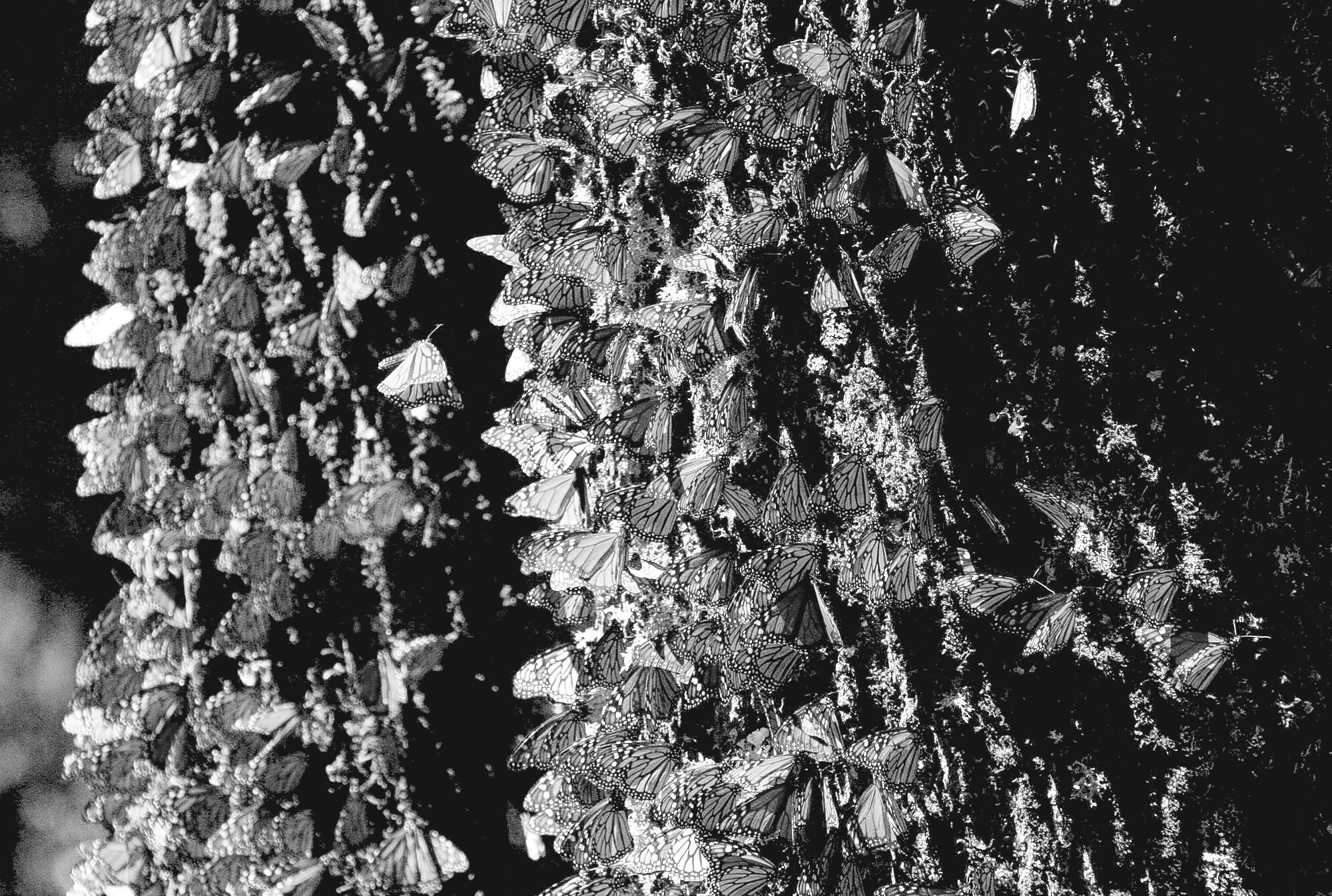 Mexico Monarch Butterflies