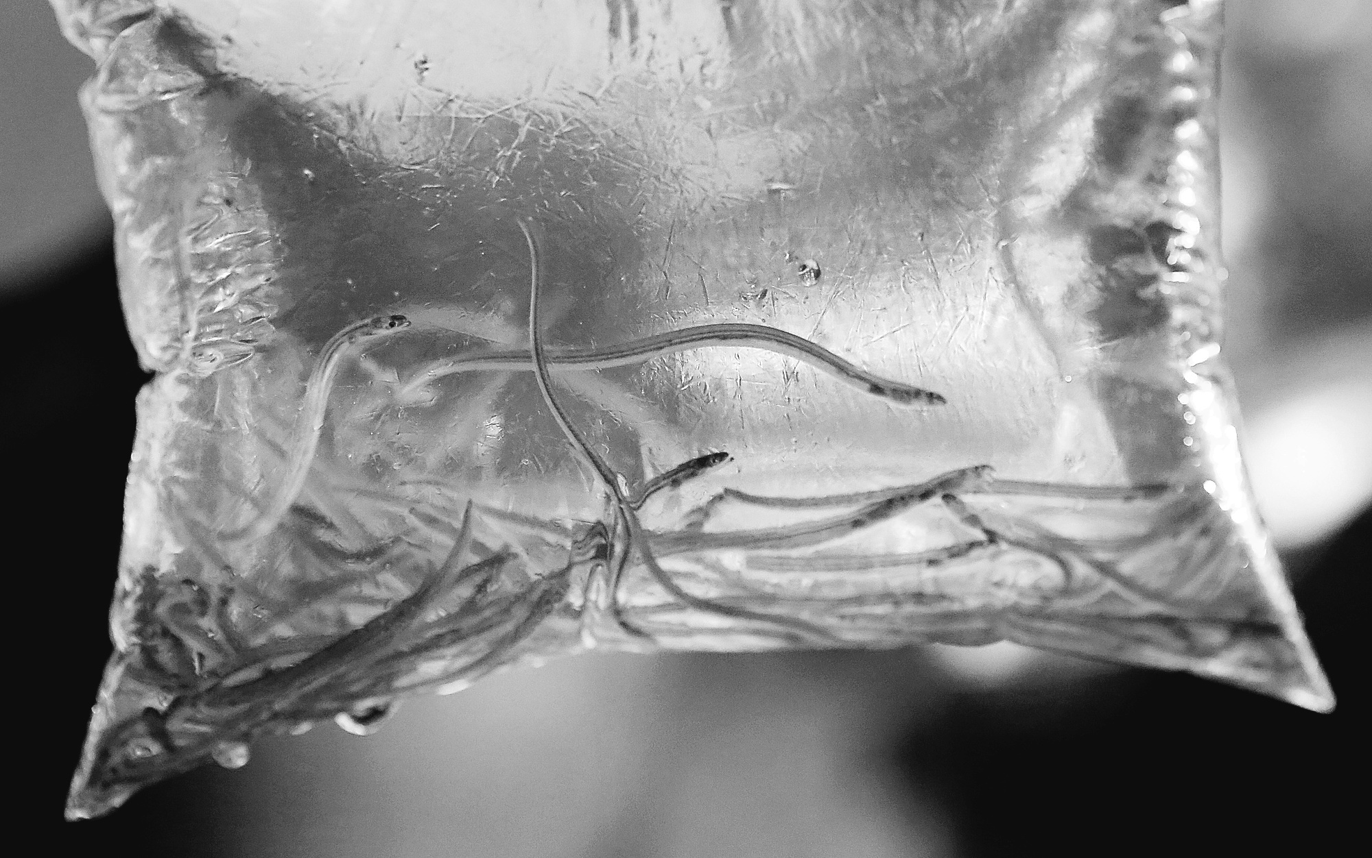 Baby Eel Record