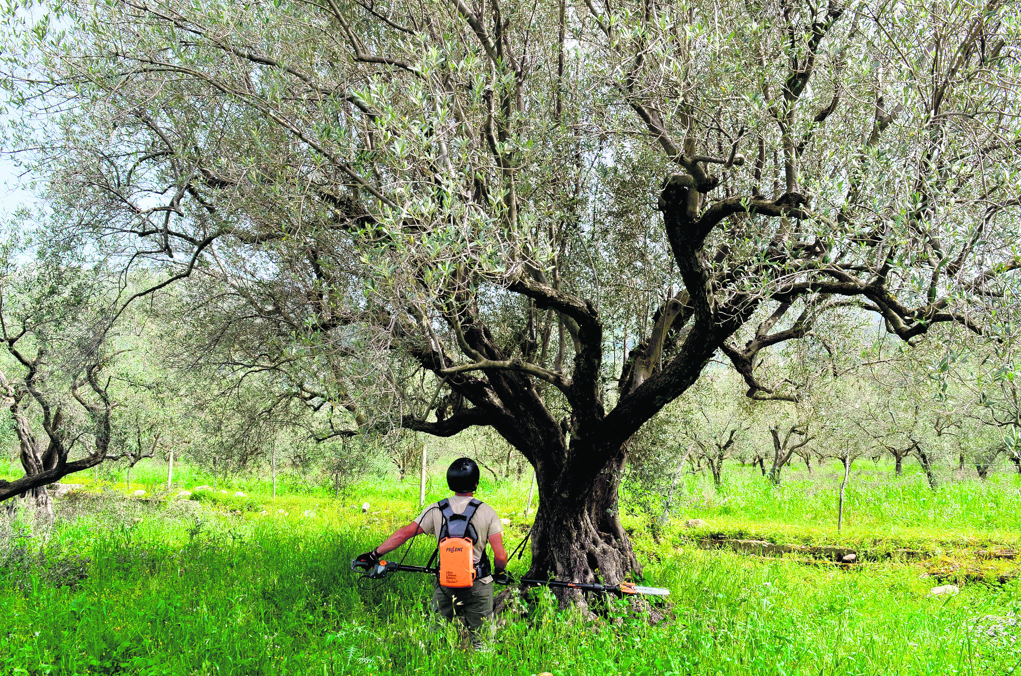 Homes Italy Pruning Olives