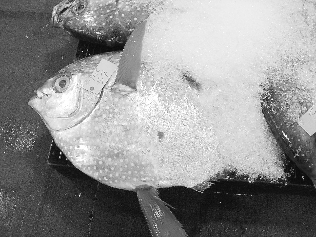 Fish Discovery