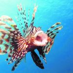 8LIONFISH PIC 3