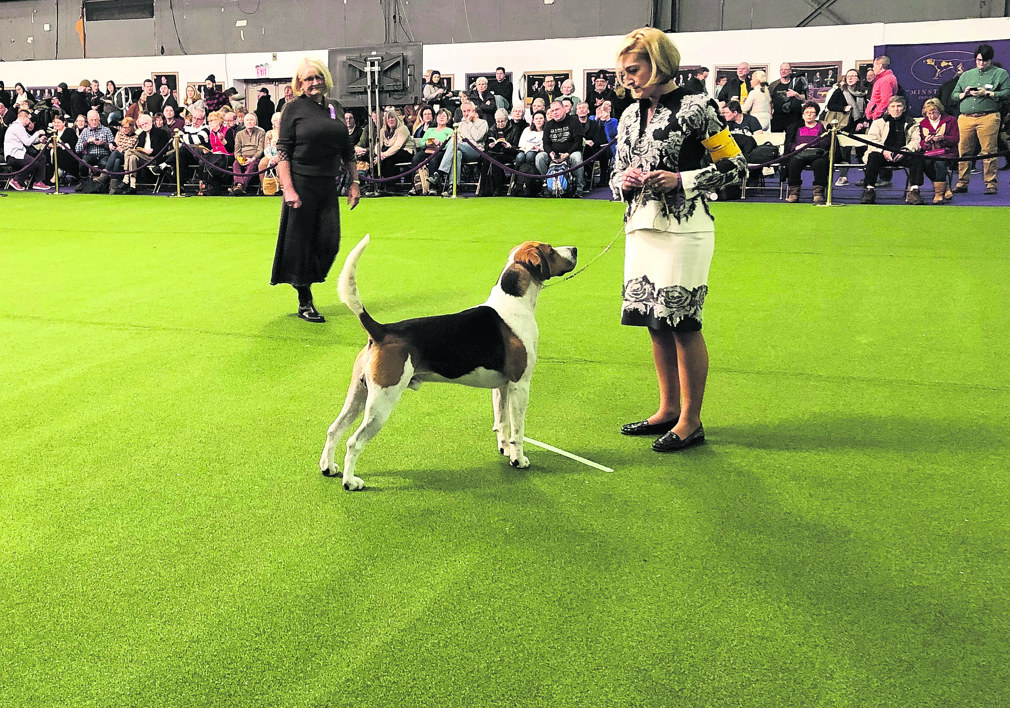 Westminster Dog Show