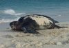 Leatherback Sea Turtle Season has started.