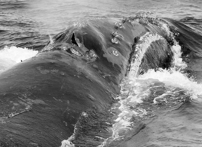 Rare Whale Song