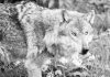The return of the wolf: Wild cubs born in the Netherlands