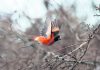 Venezuela’s vanishing red bird gets a coffee pick-me-up