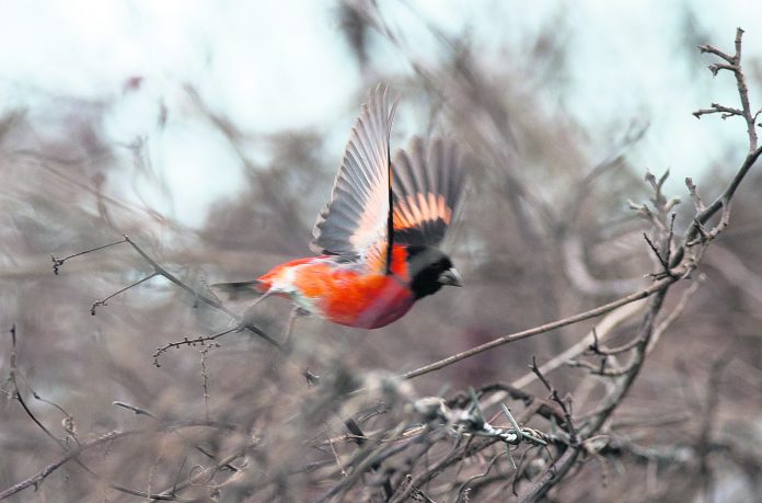 Venezuela Rare Bird Rescue