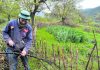 Wattle fences: Weaving branches takes time, yields rewards