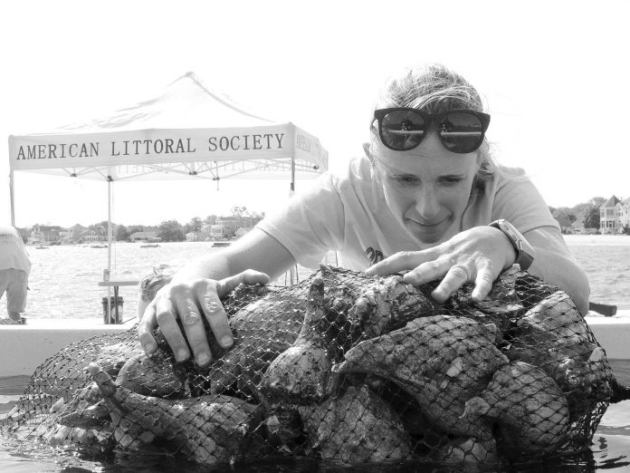Oyster Restoration