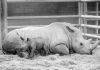 Rhinoceros conceived artificially born at California zoo