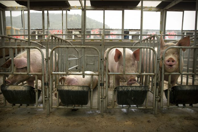 China African Swine Fever Vaccine
