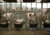 Urgency for vaccine grows as virus ravages China’s pigs