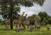Giraffes move closer to endangered species protection