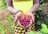 Coffee growers help reforest Mozambique’s Mount Gorongosa