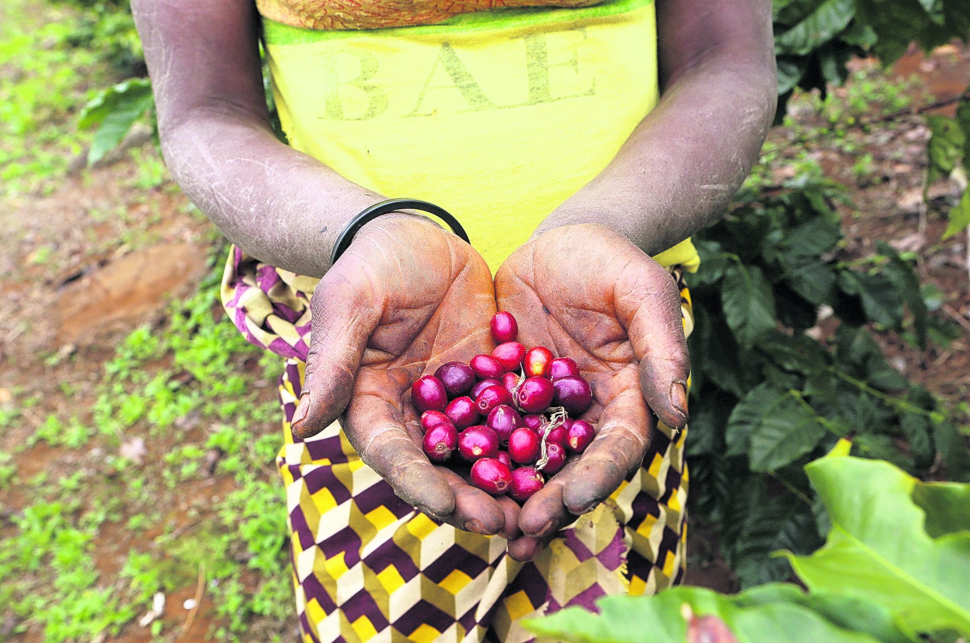 Coffee growers help reforest Mozambique’s Mount Gorongosa Aruba Today