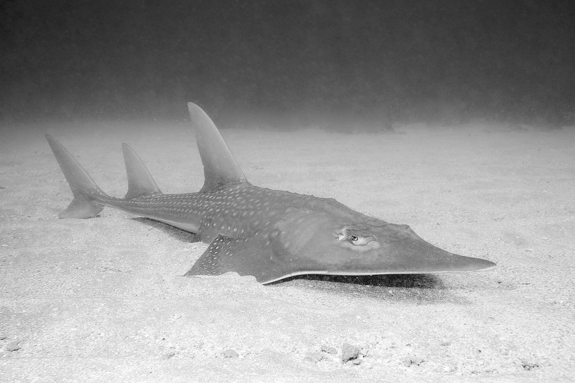 Extinction bites: countries agree to protect sharks and rays – Aruba Today