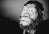 Ethiopian fossil reveals face for ancestor of famed ‘Lucy’