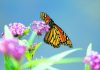 A makeover for milkweed, for the sake of butterflies