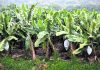Banana industry on alert after disease arrives in Colombia
