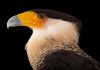 Island Insight Episode XXXII: Insular Alert II; Wara- Wara the Crested Caracara