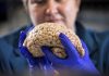 Scientists rethink Alzheimer’s, diversifying the drug search