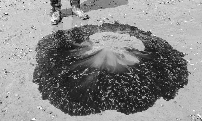 Season of Jellyfish