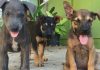 United Dogs Aruba Foundation: More animals with a better chance for life