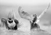 Sage grouse numbers stumble in Montana, across U.S. West