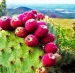 24ISLAND INSIGHT COLUMN pic 2 cactus