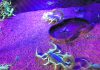 ‘I’ve got one!’ Hunting neon scorpions in the Arizona desert