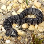 Two Headed Rattlesnake