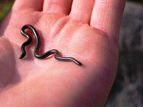 Mini Snake