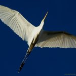07BIRD PIC 1