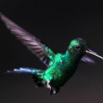 07BIRD PIC 3