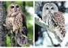 Owl killings spur moral questions about human intervention