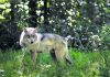 Groups: Saving Mexican gray wolves requires new approach