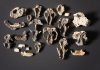 Fossil trove shows life’s fast recovery after big extinction