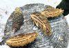 Fire-ravaged forests get help from pine cone collectors
