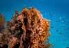 The path to Coral Recovery: Scientific Foundations and Practical Lessons