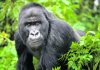 How do you save endangered gorillas? With lots of human help