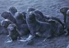Fur seal moms, pups find refuge on steaming Alaska volcano