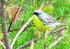 Once nearly extinct, songbird coming off endangered list