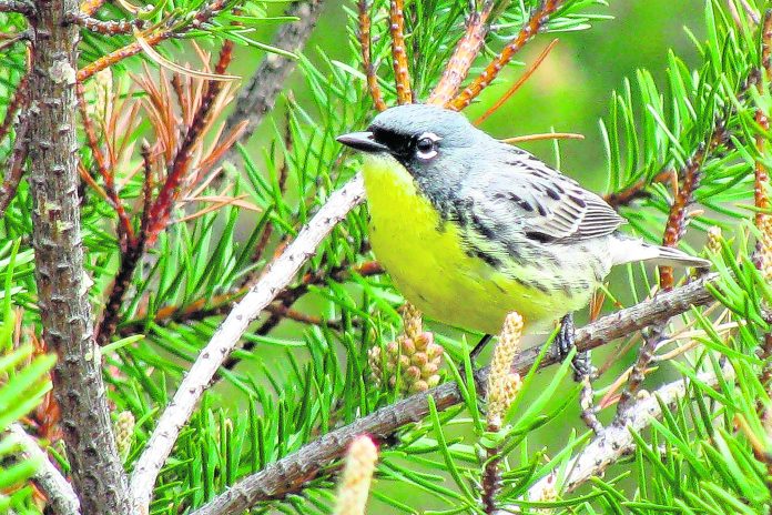 Kirtlands Warbler