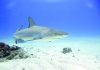 At least ten reef-associated shark species in the Dutch Caribbean