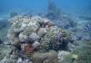 Aruba acts to protect endangered coral reefs