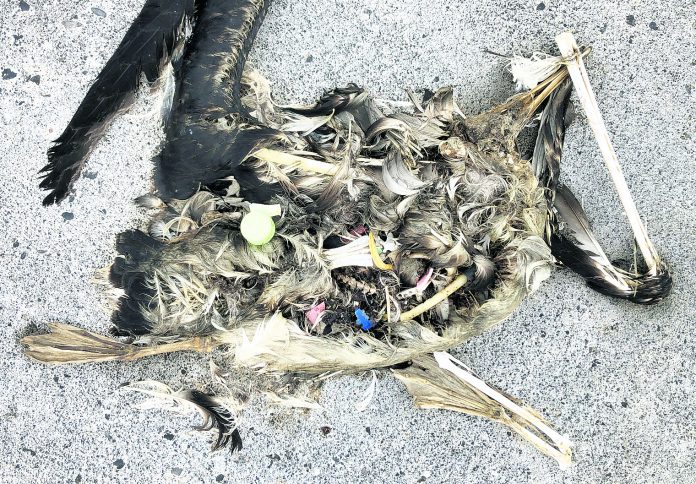 Seabird Sanctuary Plastic Death