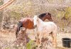 Faye Ranch, a special horse sanctuary hidden in Jamanota